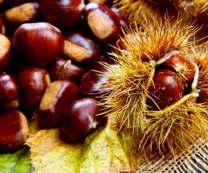 codereitalia it lautunno-e-le-castagne-n474 003