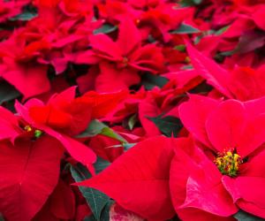 codereitalia it la-stella-di-natale-n489 003